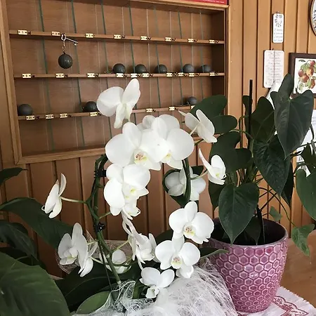 Dionori 끼안챠노테르메